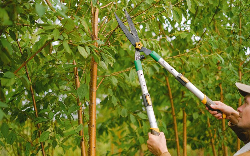Tree trimming in Arabi, GA